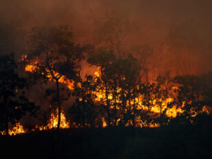 Forest fire is burning primarily as a surface fire, spreading al
